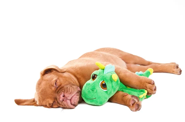 Sovande hund — Stockfoto