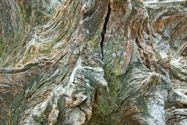 Corteza de árbol vieja — Foto de Stock