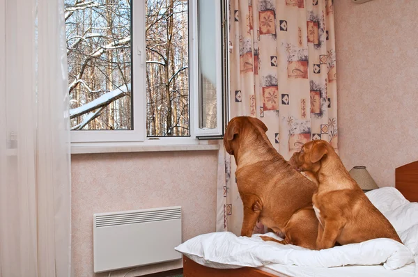 Hundar ser ut genom fönstret — Stockfoto