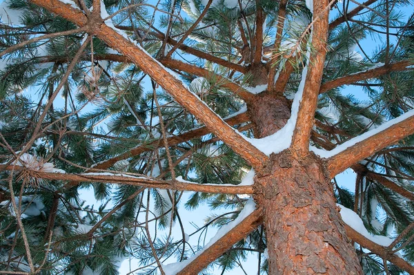 Un pino invernale — Foto Stock