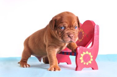 Small Puppy in Love clipart