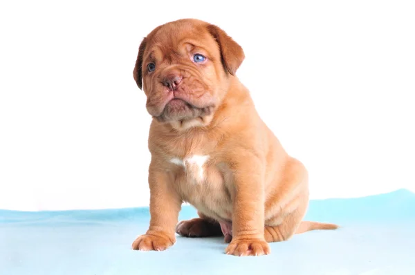 Blue-Eyed Cute Puppy — Stock Photo, Image