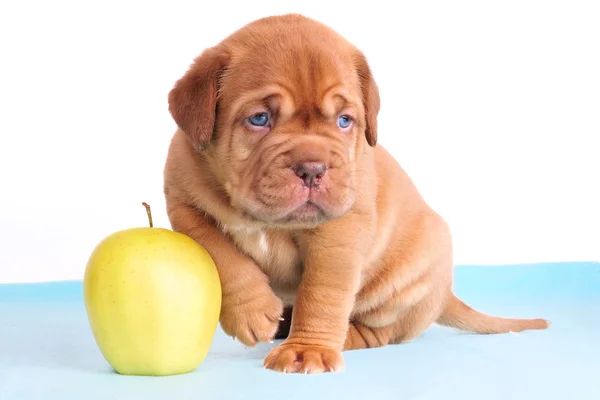 Filhote de cachorro sentado com maçã — Fotografia de Stock