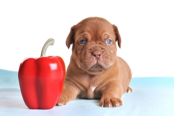 Puppy as small as Pepper — Stock Photo, Image