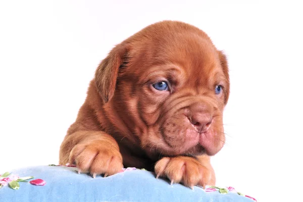 Mavi gözlü sevimli köpek yavrusu — Stok fotoğraf