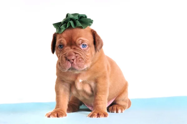 Puppy in een groen hoed — Stockfoto