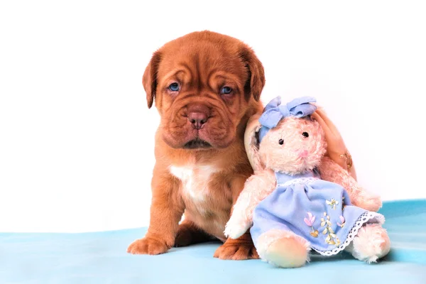 Blauwogige schattige puppy — Stockfoto