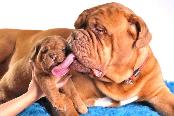 Moeder likken haar puppy — Stockfoto