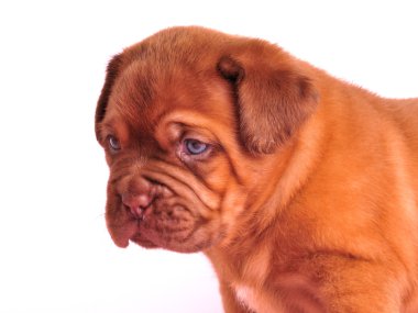 dogue de bordeaux puppy portresi