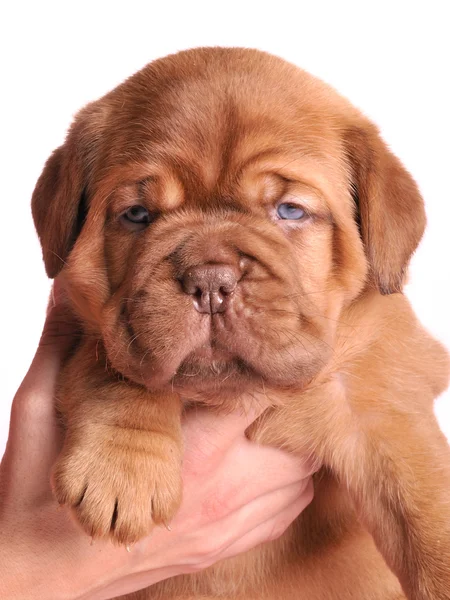 1 month old Dogue De Bordeaux puppy in female ha — Stockfoto