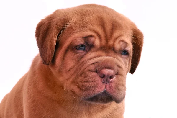 Retrato de cachorro Dogue De Bordeaux — Fotografia de Stock