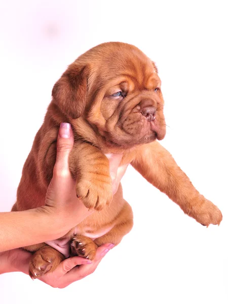 1 mês de idade Dogue De Bordeaux filhote de cachorro em h feminino — Fotografia de Stock