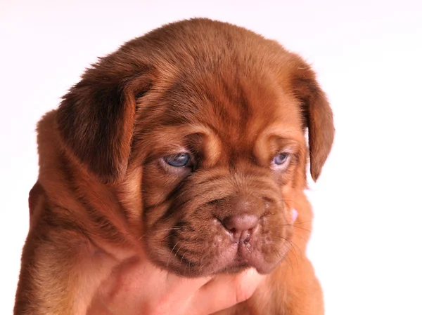 A portrait of Dogue De Bordeaux puppy — Stock Photo, Image