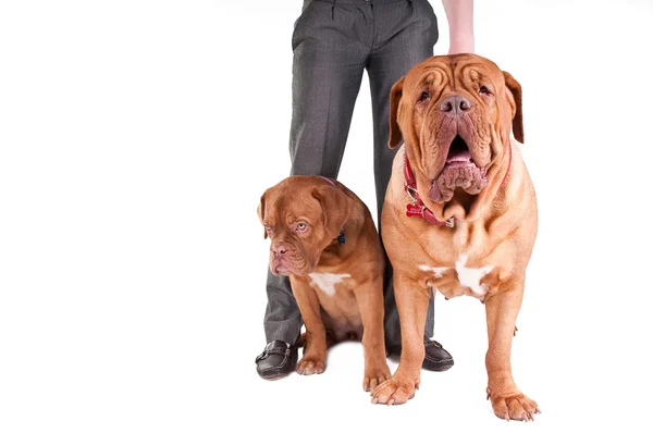 Two dogs on white — Stock Photo, Image