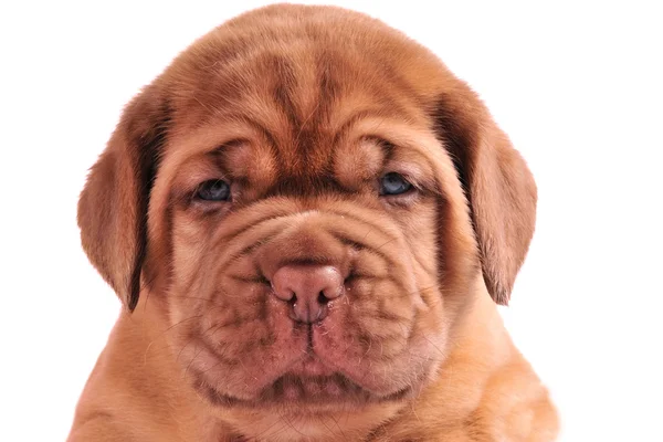 Um retrato de um mês de idade Dogue De Borduaux pupp — Fotografia de Stock