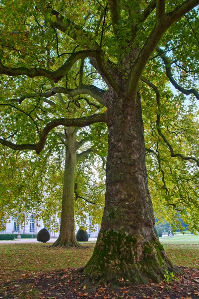 Un árbol en el parque —  Fotos de Stock