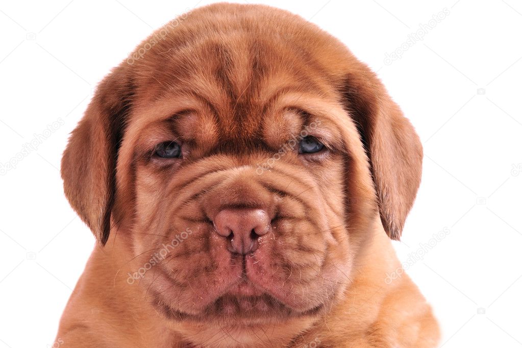 A portrait of 1 month old Dogue De Borduaux pupp