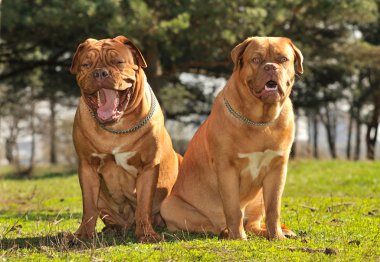 Yawning Dog and Her Puppy clipart