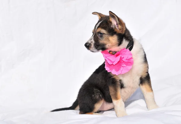 Zoete twee maanden oude pup met roze bloem is si — Stockfoto