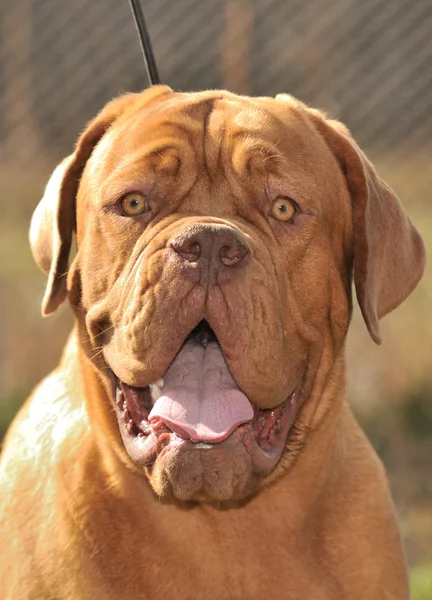 Retrato de amigável Dogue De Bordeaux 10 meses — Fotografia de Stock