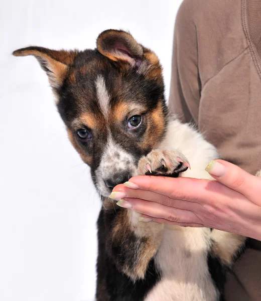 Iki ay önce üç renkli köpek yavrusu — Stok fotoğraf