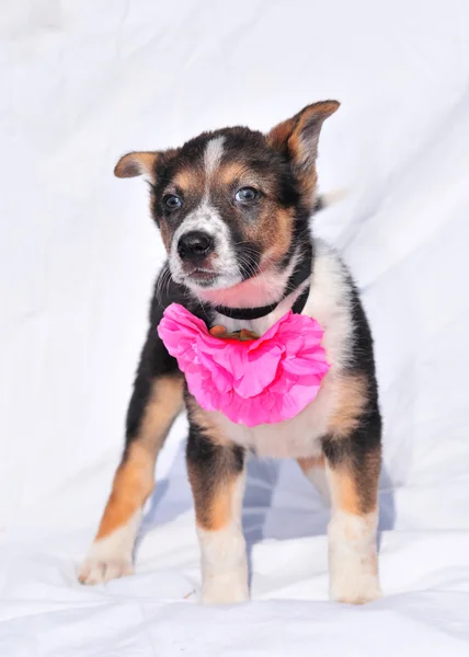 Corajoso cachorrinho de três cores de dois meses de idade com beau — Fotografia de Stock