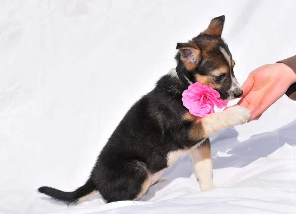 Shaking puppy by the paw — Stock Photo, Image