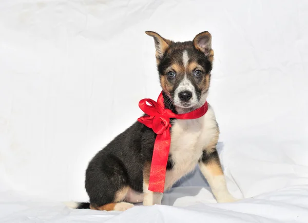 Cachorrinho de três cores de dois meses de idade com b — Fotografia de Stock