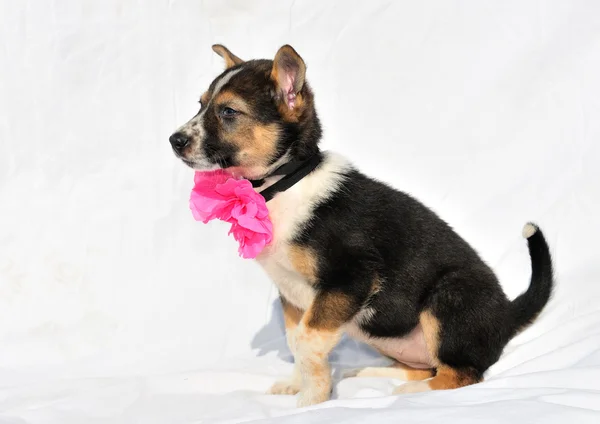 Cute puppy with rose bow is sitiing on counterpl — Stock Photo, Image
