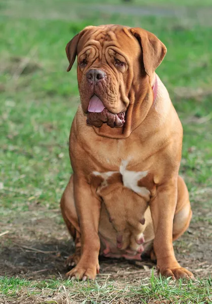 Grote Bordeauxdog — Stockfoto