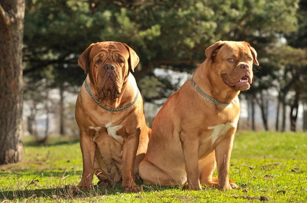 Zwei Hunde sitzend — Stockfoto