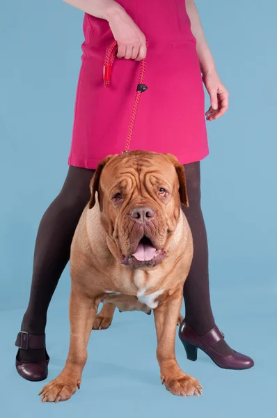 Женщина держит собаку на поводке — стоковое фото