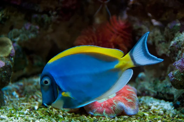 stock image Tropical fish