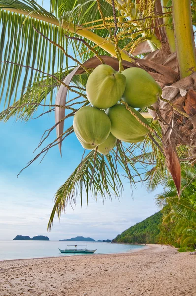 Kokosové ořechy na palm — Stock fotografie