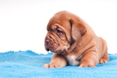 Tired little puppy clipart