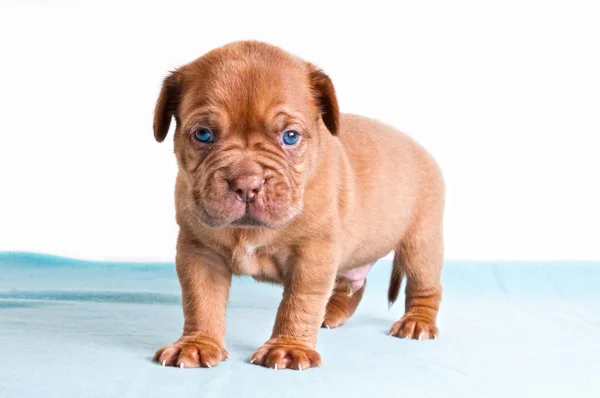 Filhote de cachorro no tapete azul — Fotografia de Stock