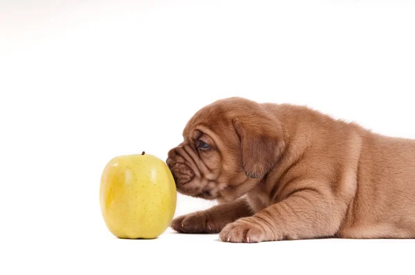 El cachorro y la manzana — Foto de Stock