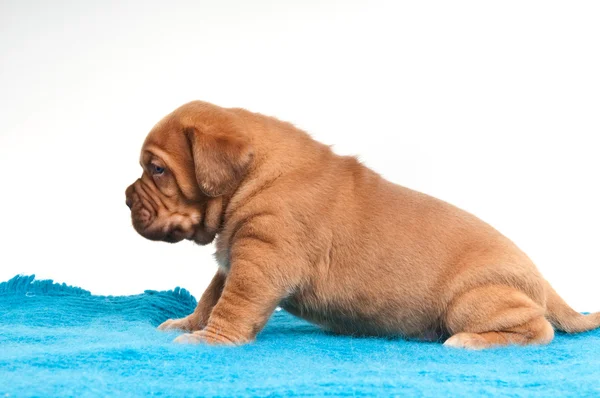 Schattig klein puppy — Stockfoto
