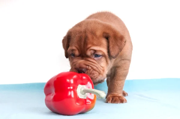 Sniffing puppy — Stock Photo, Image