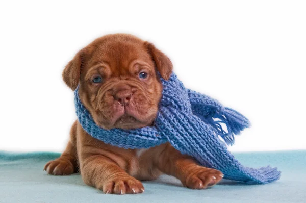Winter puppy — Stock Photo, Image
