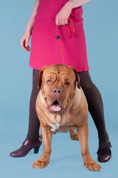 Жінка тримає собаку на повідку — стокове фото