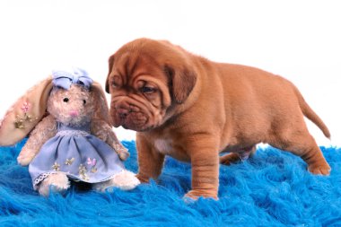 bir ay eski dogue de bordeaux puppy duruyorum