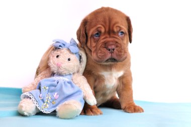 sevimli dogue de bordeaux puppy sof oturuyor