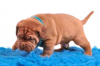 Dogue De Bordeaux pupp is only learning to walk clipart