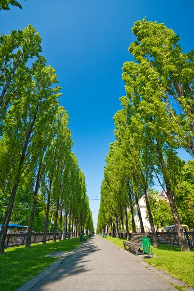 Alley with trees — Stock Photo, Image