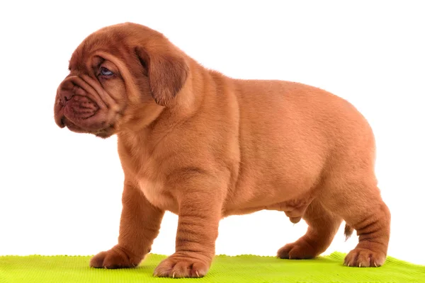 Dogue De Bordeaux cucciolo è in piedi su un giallo — Foto Stock