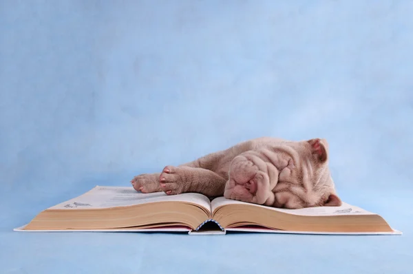Puppy slapen op boek — Stockfoto