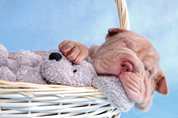 Filhote de cachorro dormindo em cesta — Fotografia de Stock