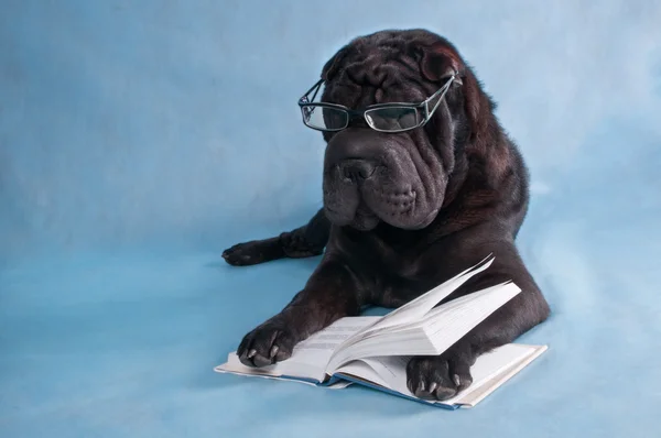 Dog Reading — Stock Photo, Image