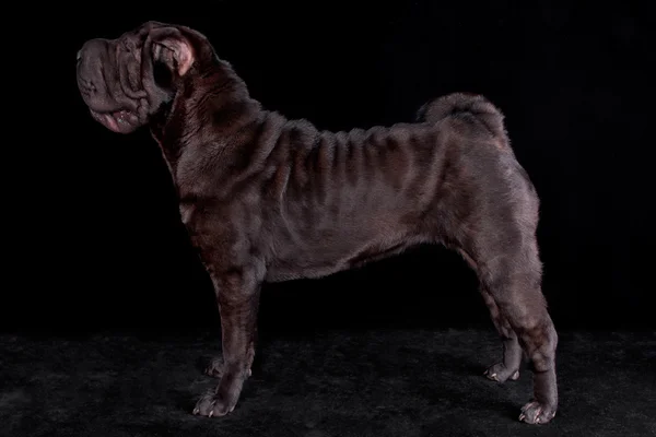 Svart hund stående på svart bakgrund — Stockfoto